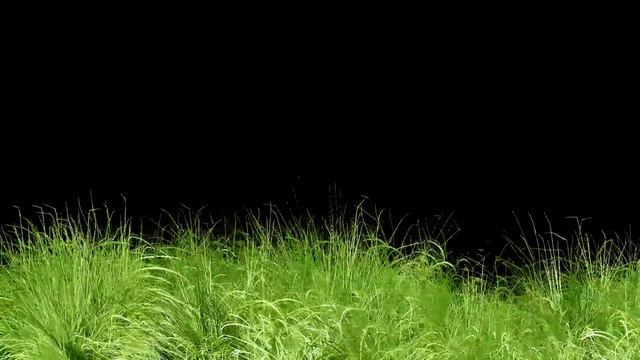 Animated Grass Motion Black Screen Background