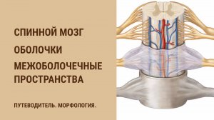 Спинной мозг. Оболочки. Межоболочечные пространства
