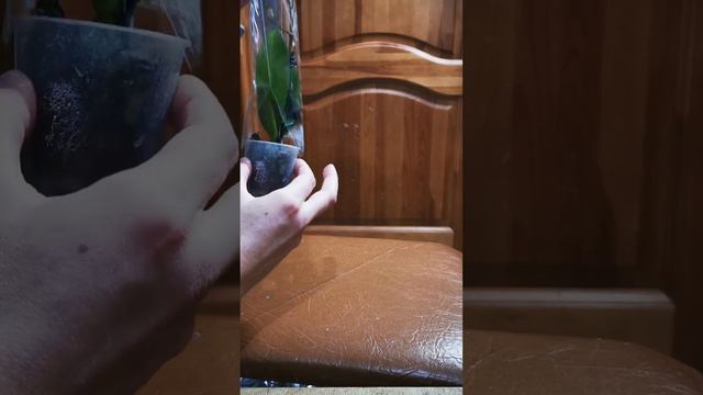 орхидея уценка #орхидея #уценка #магазин смотреть онлайн