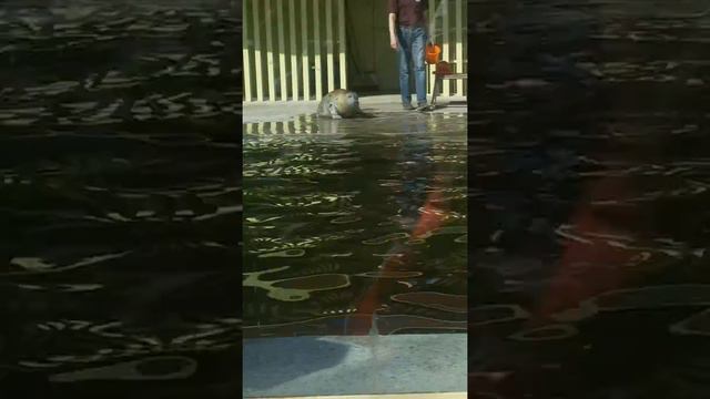 В московском зоопарке. смотреть онлайн