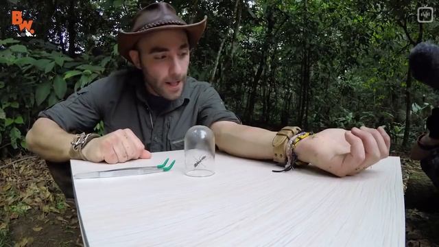 Как жалит муравей-пуля смотреть онлайн