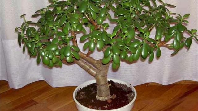 Многие держат дома  ДЕНЕЖНОЕ дерево, не догадываясь какую пользу оно несёт!