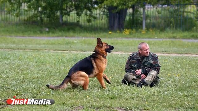 Как вести себя при нападении собаки смотреть онлайн