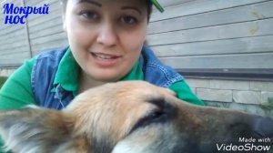 Как кормить собаку? Видео ответ. Немецкая овчарка Бейлис