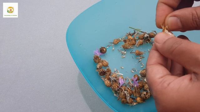 Collecting cornflower seeds ~ How & when to harvest and store cornflower (Bachelor's buttons) seed смотреть онлайн
