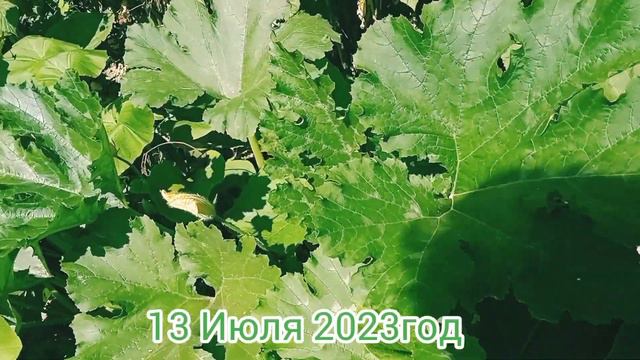 13Июля 2023год😍Люди ездят на моря,ну а я😍на огород😍Авторская песня для всех дачников смотреть онлайн