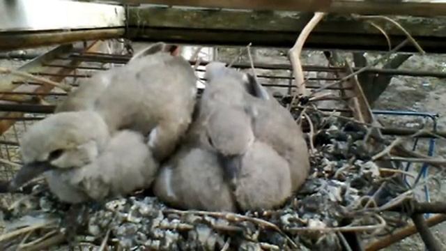 Гнездо го́рлицы, 24 Апрель 2012 г. 06:25 (PDT) смотреть онлайн