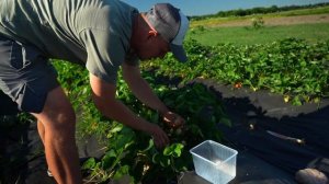 КЛУБНИКА? как бизнес 2022. Выращиваем и продаем КЛУБНИКУ в СПб. Какие трудности ?