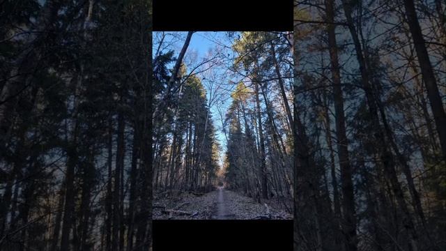 Символдрама- визуализация "Дерево" смотреть онлайн