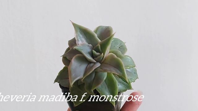Echeveria madiba смотреть онлайн