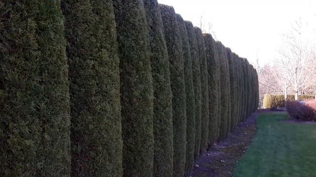 Thuja occidentalis 'Emerald' / Emerald Green Arborvitae смотреть онлайн