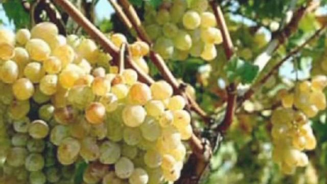 Утро барда Авторская песня Ананьева Владимира смотреть онлайн