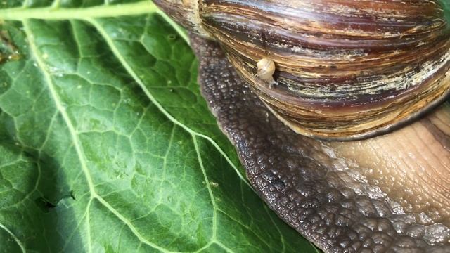 Achatinidae baby and spider - ахатины - afrikanische Riesenschnecke смотреть онлайн