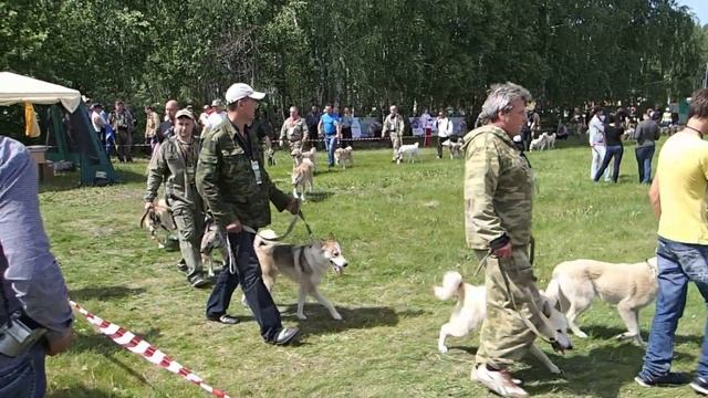 ВСЕРОССИЙСКАЯ выставка западносибирских лаек г. Тюмень. 2014 год смотреть онлайн