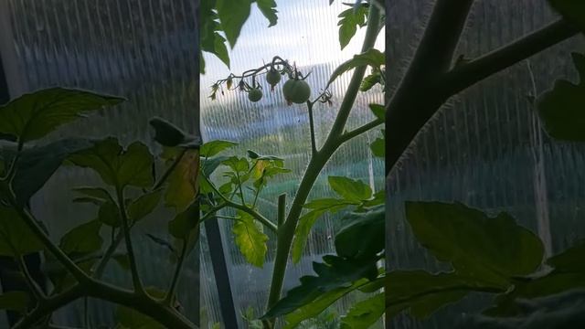 Томат Мадам Клико от #СибирскийСад #томаты #огородники #огород #сибсад_тестирование2022 смотреть онлайн