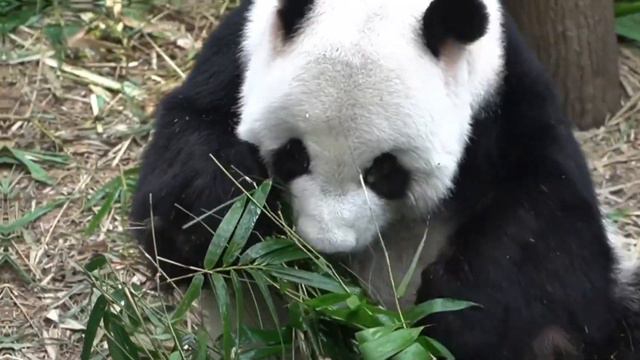 Милая Панда, Зоопарк Вена, смешное видео. Cute Panda, Lovely Video, Zoo Vienna. смотреть онлайн