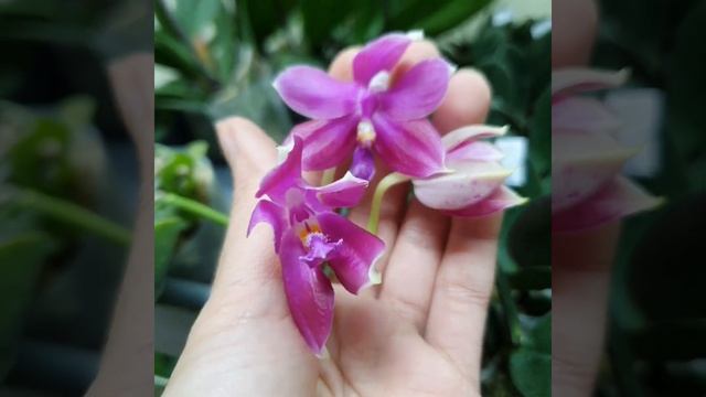 Поступление молодых орхидей из Азии | Фаленопсисы | Дендробиумы |Regina orchids shop | смотреть онлайн