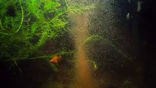 дафнии смотреть онлайн