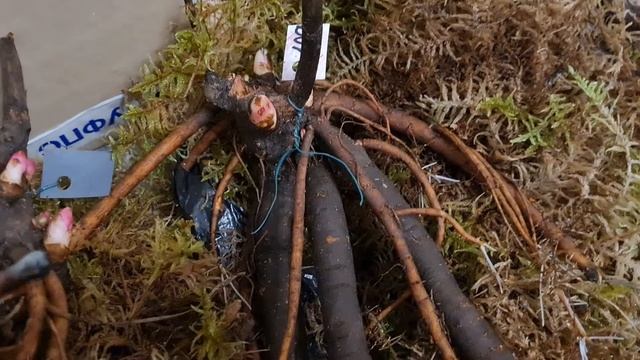 Посылка c пионами из Калуги от коллекционера. Плесень и гнили на корневищах. Неудачная покупка? смотреть онлайн