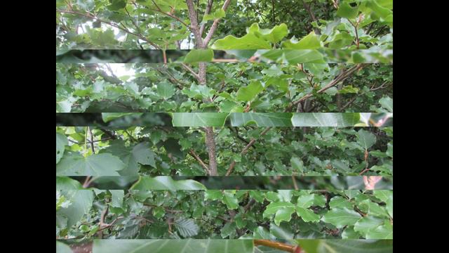 Участок Карпаты Закарпатье 4 16 смотреть онлайн