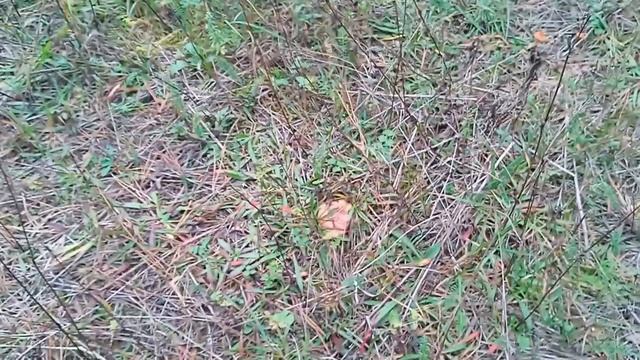 Между гребенями (2/2) (2023-10-05) смотреть онлайн