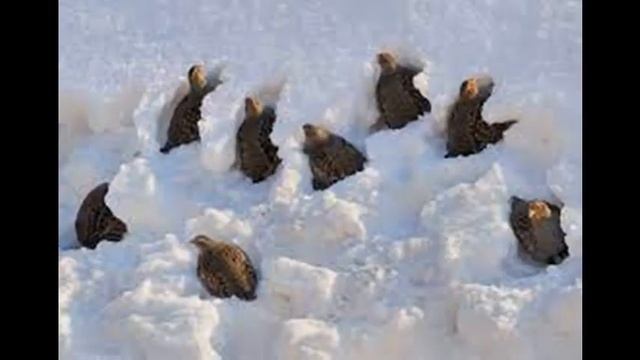 Глухарь птица со своими тайнами Как отличить глухаря от тетерева