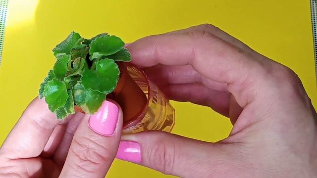 Фиалки! Рыжий налёт в центре розетки! Что делать? смотреть онлайн