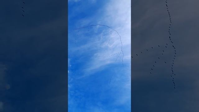 Клинья журавлей над Германией. смотреть онлайн