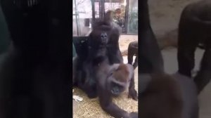 У обезьян все как у людей )))