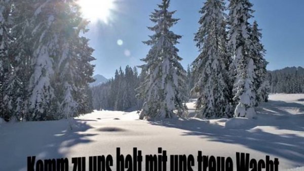 Hohe Tannen weisen die Sterne