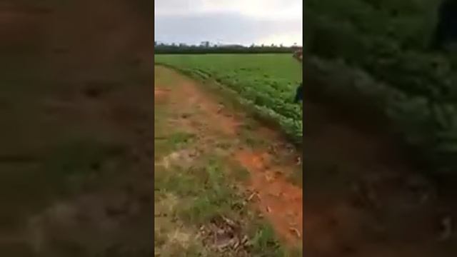 Разозлили маленького кабанчика смотреть онлайн