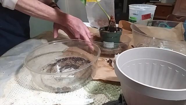 New Anthurium & How I Pot them From Ecuagenera USA смотреть онлайн