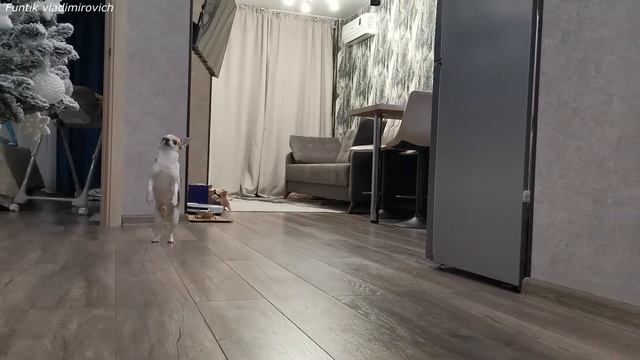 Чихуахуа Фунтик выполнят необычные команды (Chihuahua Funtik performs unusual commands) смотреть онлайн