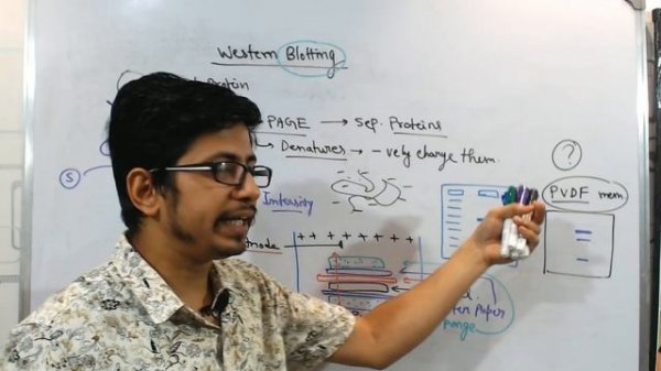 Western blot | Western blotting technique explained