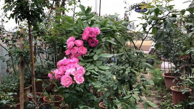đẳng cấp chơi tree Vineyard song rose hoa hồng rủ смотреть онлайн