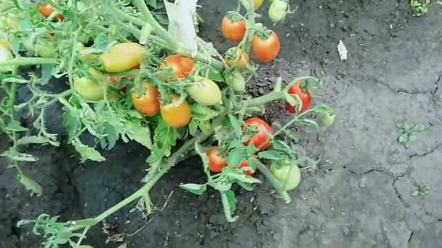 Томат Ракета!!! смотреть онлайн