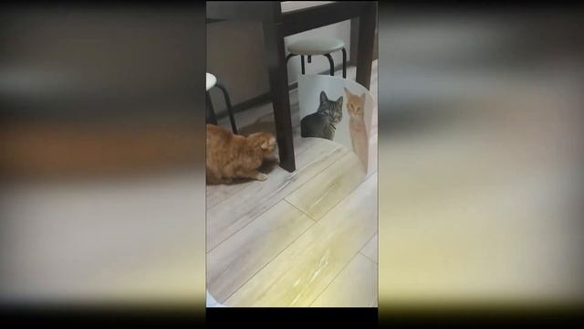 TikTok Смешные животные (funny animals) смотреть онлайн