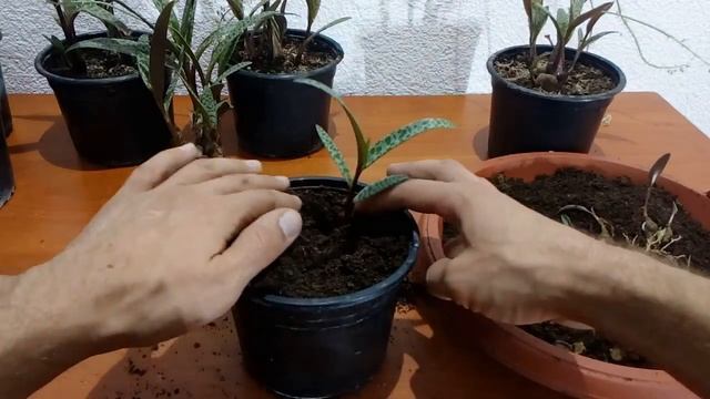 How To Grow Silver Squill Ledebouria