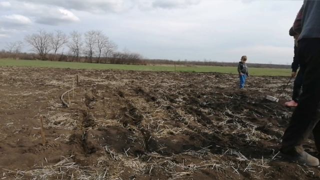 Огородные дела продолжаются,// садим свеклу кормовую,// картофель, #деревня #посевная #огород смотреть онлайн