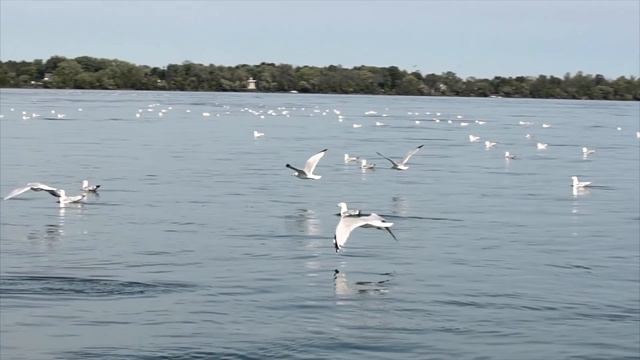 A Year of Fishing in Buffalo, NY | Niagara, NY : Rediscover Your Region 10 смотреть онлайн