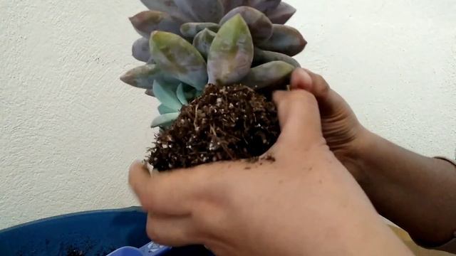GRAPTOPETALUM SUPER BUM...CUIDADOS/ REPRODUCCION...Cambio de maceta. смотреть онлайн