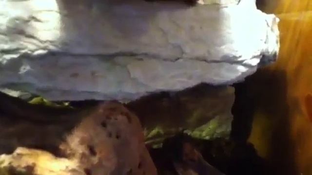 How to setup a American Green Tree Frog Terrarium смотреть онлайн