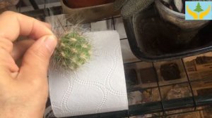 Как сажать деток кактусов