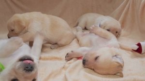 Музыка для нервных собак - успокаивающая музыка сна, глубокая музыкальная музыка для вашего питомца