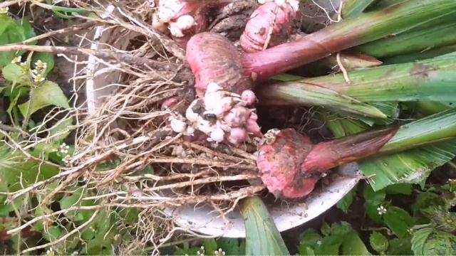 Осень - Выкопала гладиолусы смотреть онлайн