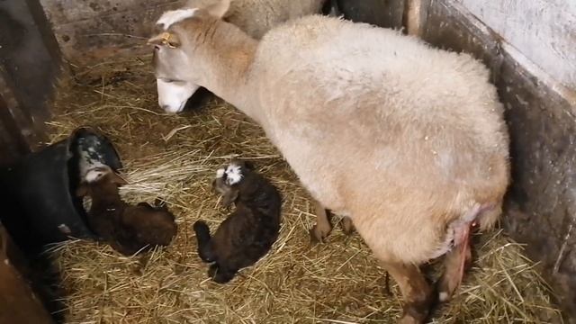 Первый окот Катумской в это сезон