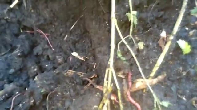 ПАН77 Редкие черви Ейзения Малевича в дикой природе смотреть онлайн