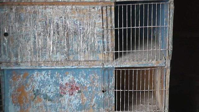 ГОЛУБИ - АРТАМОНЫ. ПРОДАЮ ТЕЛ.89281936963 смотреть онлайн