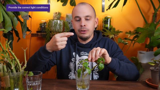 Propagating plants in water | 7 tips for SUCCESS смотреть онлайн