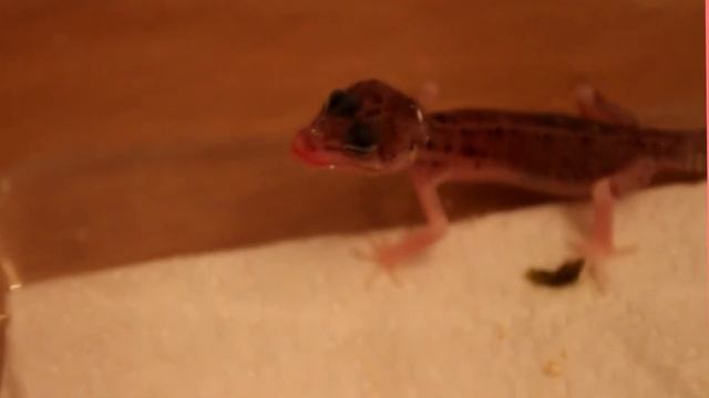 ЭУБЛЕФАРЫ(МОРДОЧКИ СМЕШНЫЕ) EUBLEPHARIS MACULARIUS